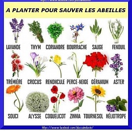 Quelques plantes indispensables aux pollinisateurs